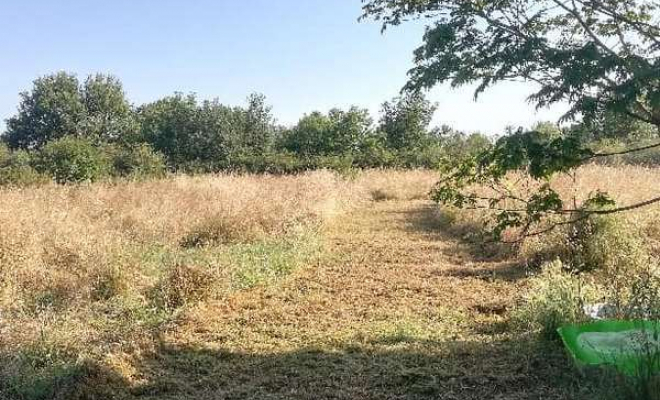 Débroussaillage de terrain, Muret, Kevin’ature